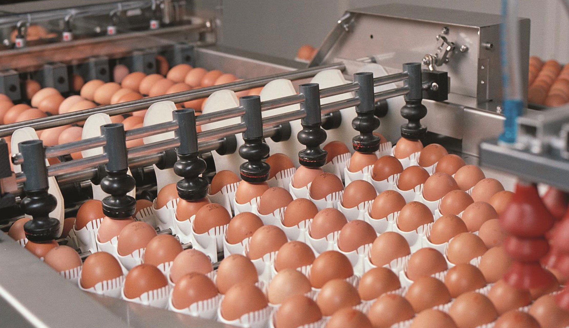 Сортировка яиц на птицефабрике